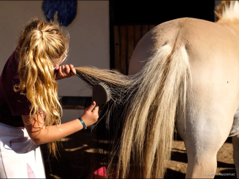 brossage cheval